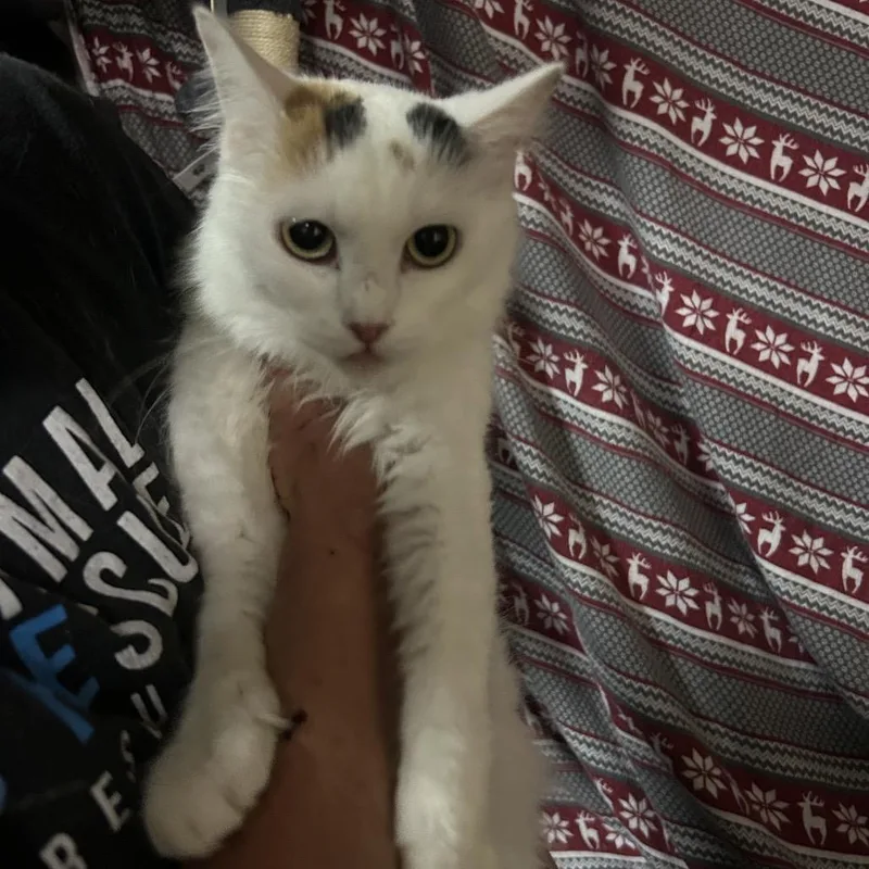 A young small-sized female Calico Domestic Long Hair cat named Verona for adoption in Hemet, CA