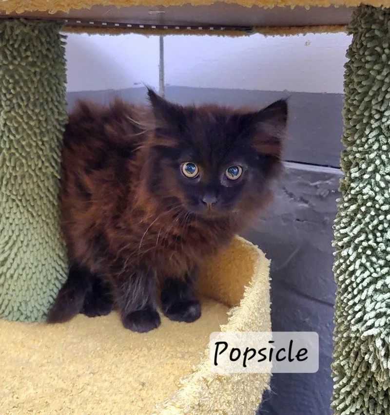 A baby medium-sized female Black Domestic Long Hair cat named Popsicle for adoption in Ellijay, GA