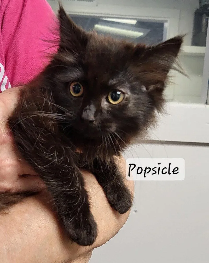 Popsicle thumbnail 2
