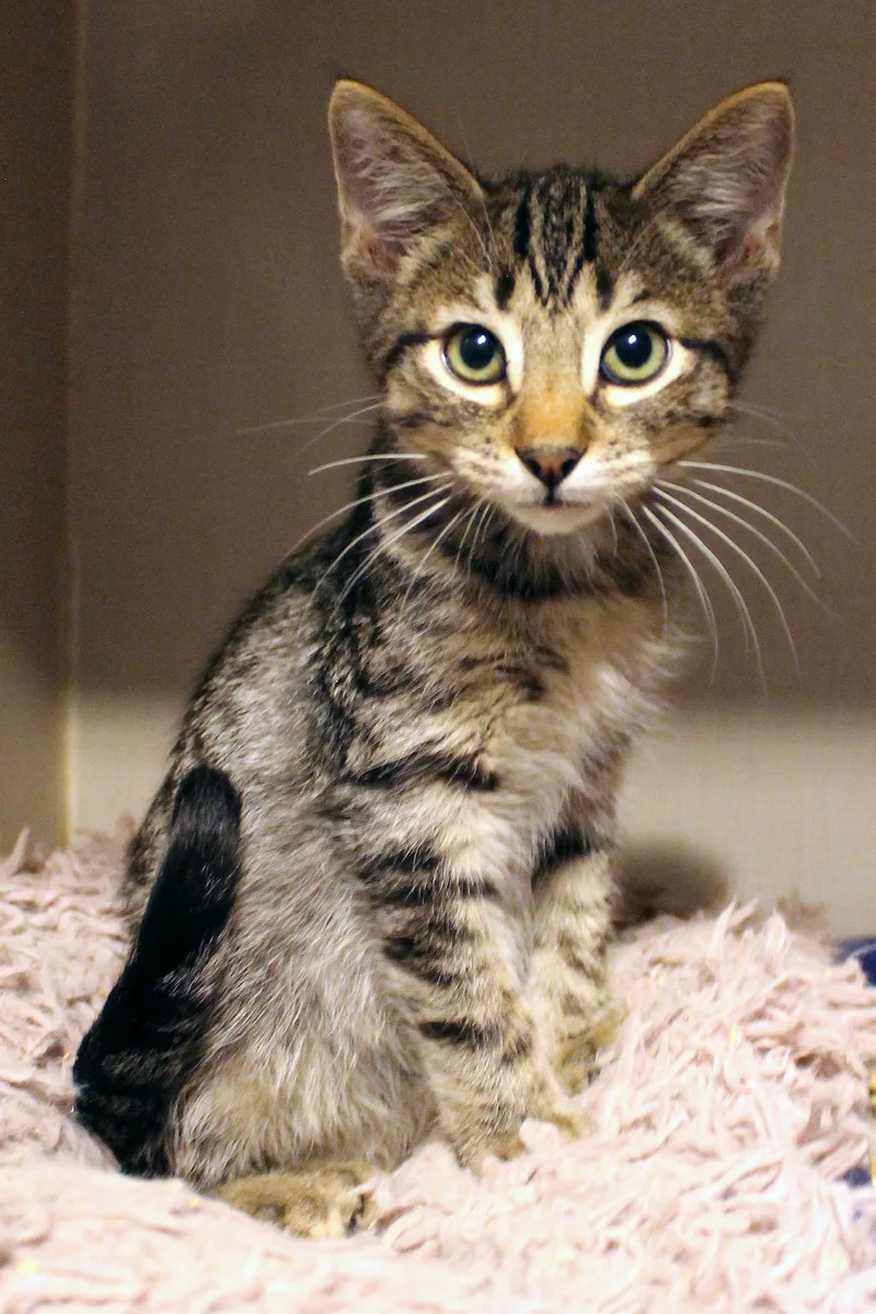 A baby medium-sized male Tabby (Brown / Chocolate) Domestic Short Hair cat named Pesto for adoption in Guthrie, OK