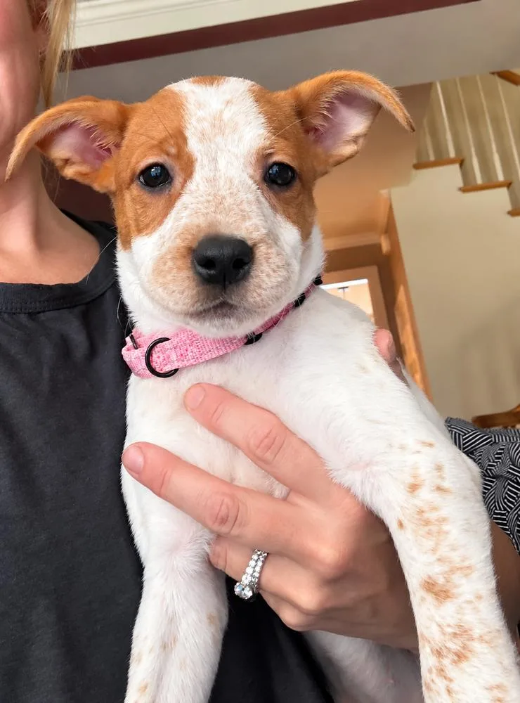A baby medium-sized female Mixed Breed dog named Paprika for adoption in Saugus, MA