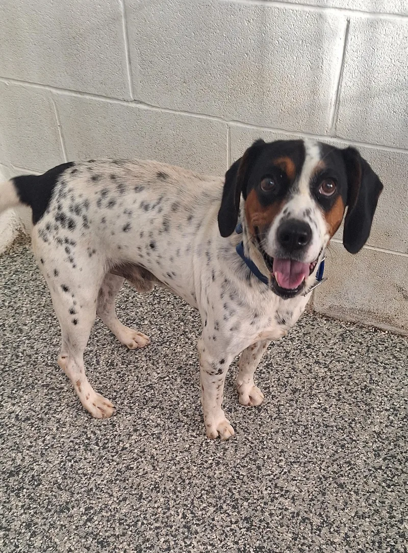An adult medium-sized male Beagle dog named Lazuras for adoption in Stanton, KY
