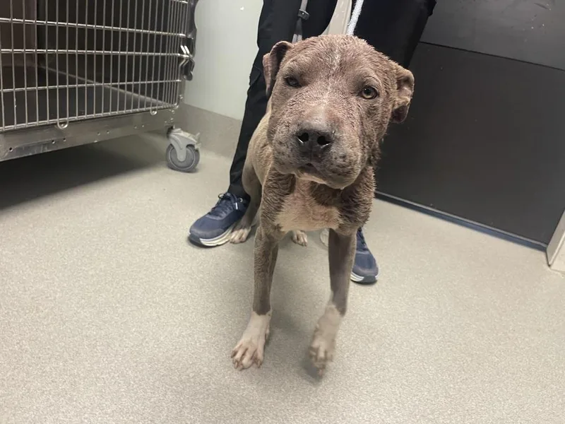 An adult medium-sized male Pit Bull Terrier dog named Slate for adoption in Dickson, TN