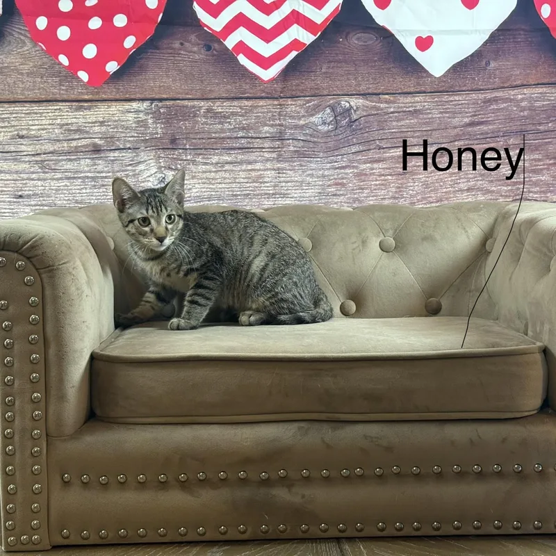 A baby medium-sized male Tabby (Brown / Chocolate) Domestic Short Hair cat named Honey for adoption in Houston, TX
