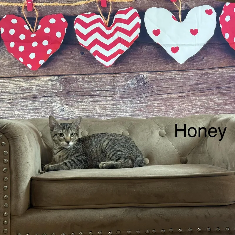 Honey thumbnail 2
