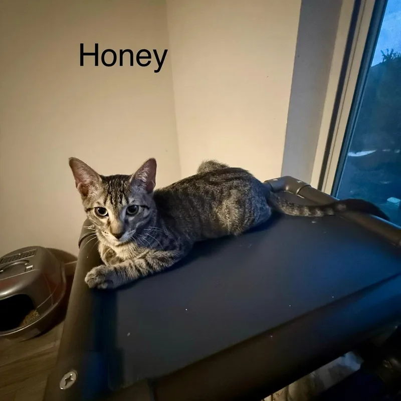 Honey thumbnail 3