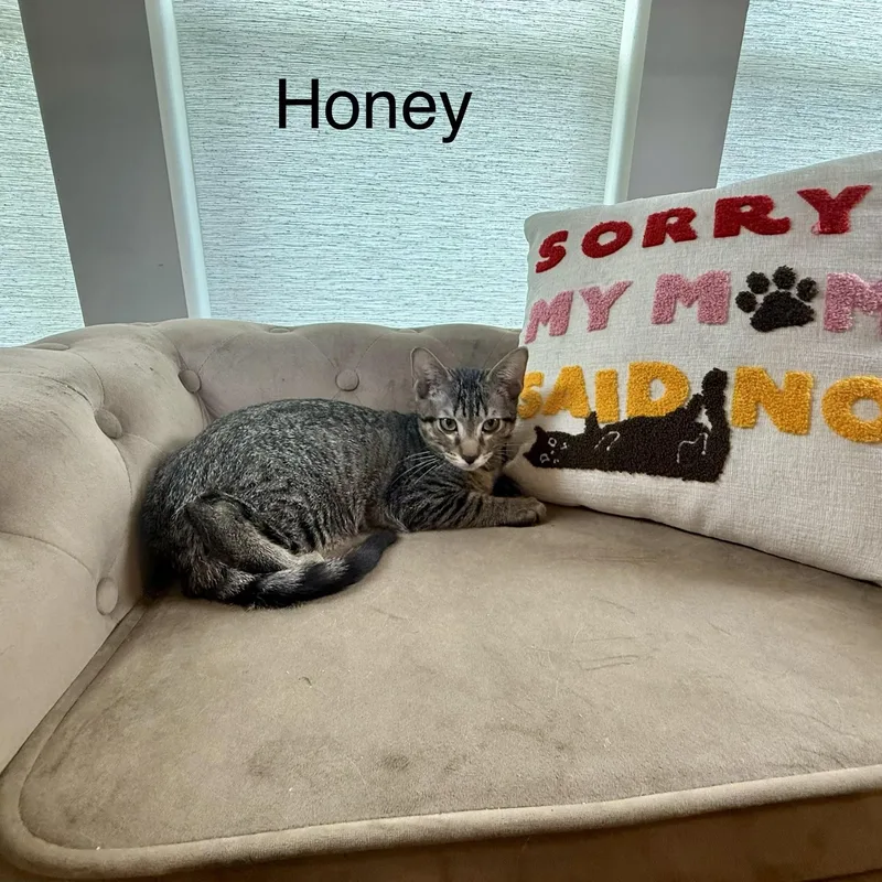 Honey thumbnail 4