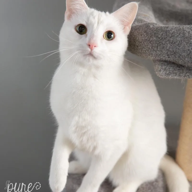 An adult small-sized female White Domestic Short Hair cat named Adele for adoption in Springfield, MO