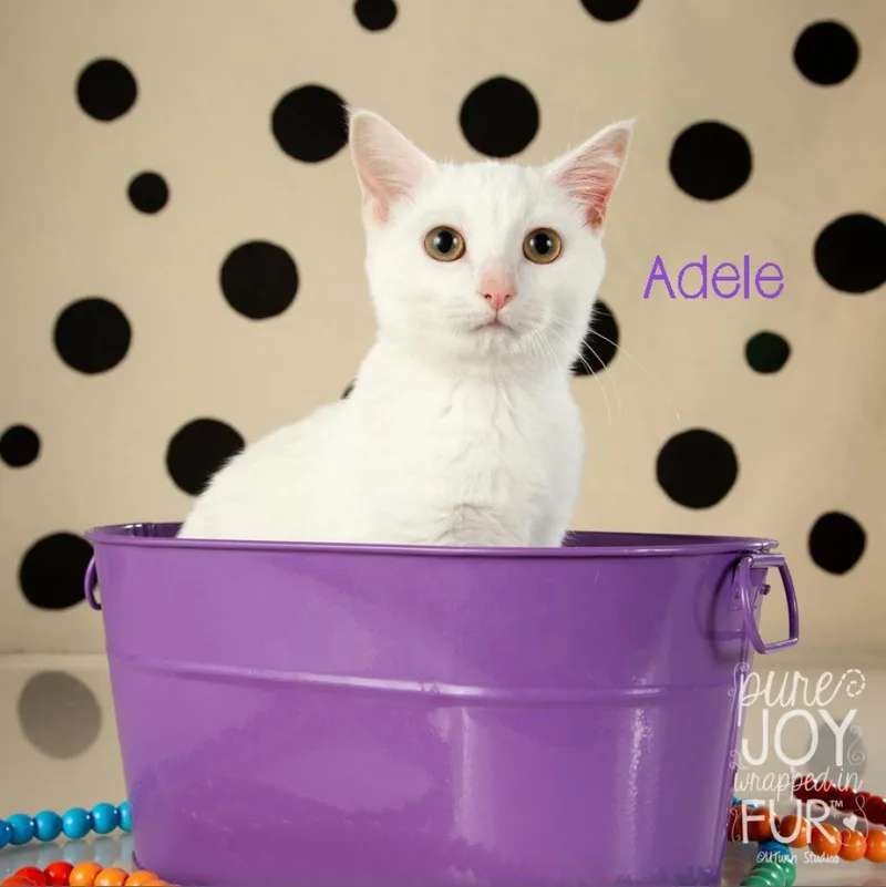 Adele thumbnail 2