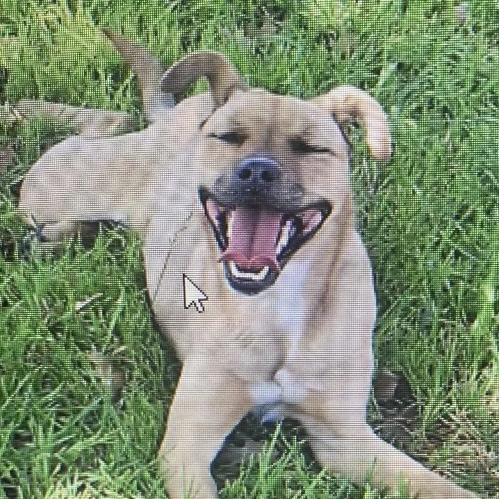 A young medium-sized female Brown / Chocolate Mixed Breed dog named Tina for adoption in Midland, TX