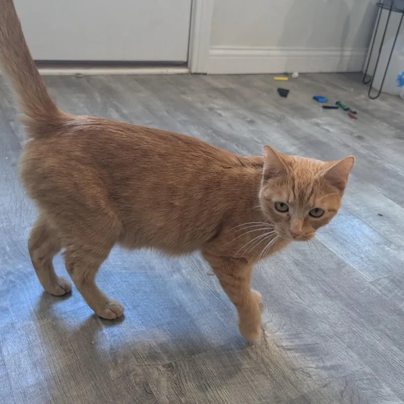 A young medium-sized female Orange / Red Domestic Short Hair cat named Lola for adoption in La Grange, KY