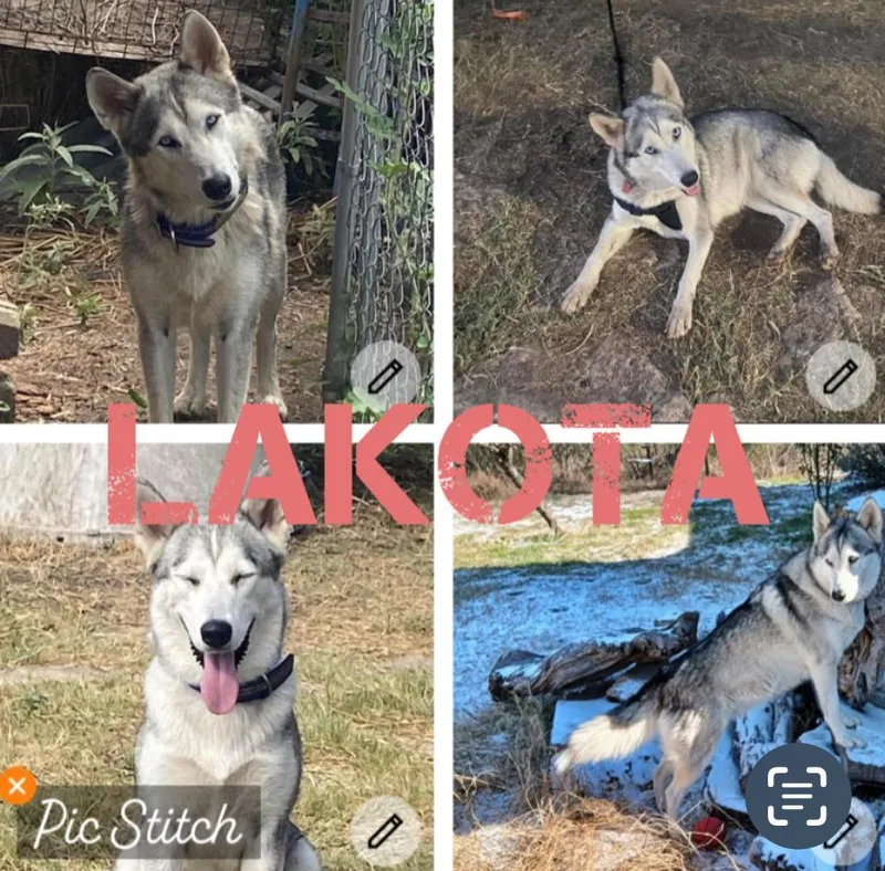 Lakota