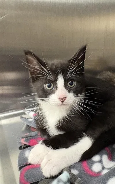A baby small-sized male Domestic Short Hair cat named Bond for adoption in Aliquippa, PA