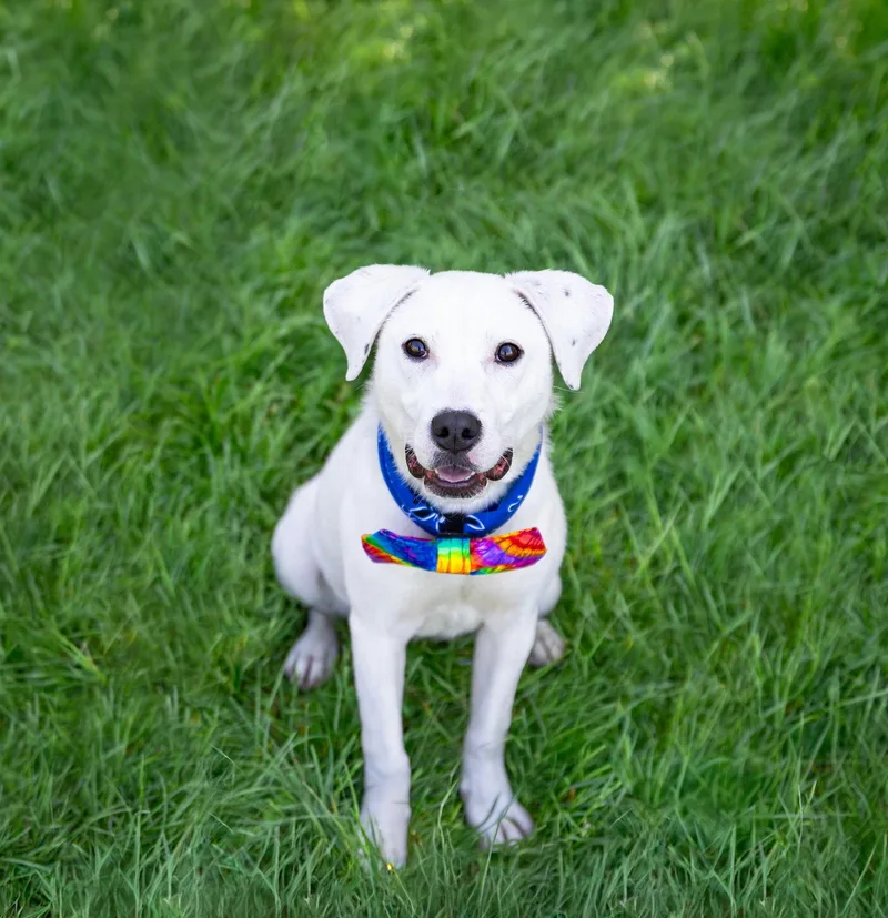 A young medium-sized male Labrador Retriever dog named Snowball for adoption in Coatesville, PA