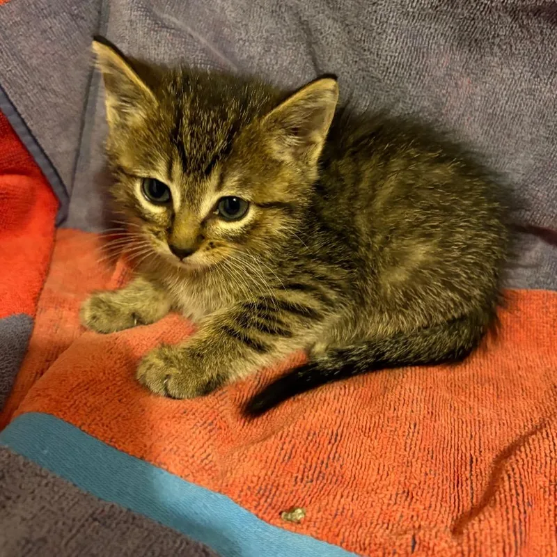 A baby medium-sized female Domestic Short Hair cat named Trisha Yearwood for adoption in Crookston, MN