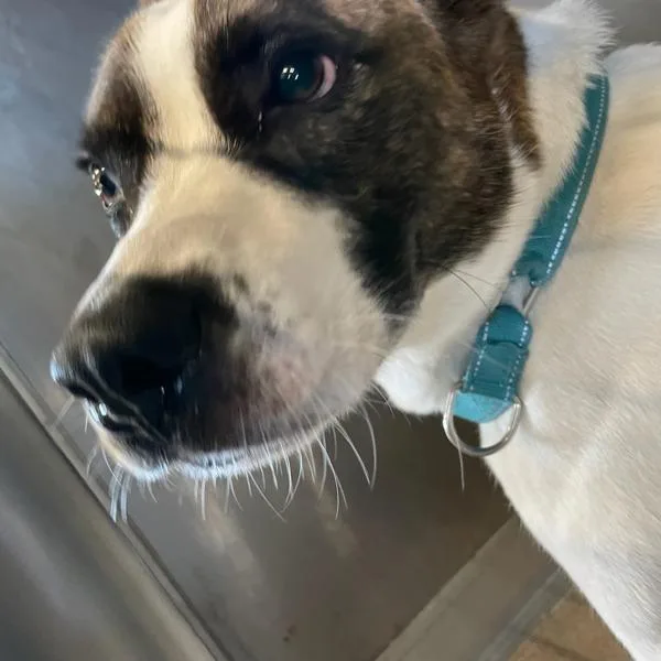 An adult medium-sized male Terrier dog named Bandit for adoption in Des Moines, IA