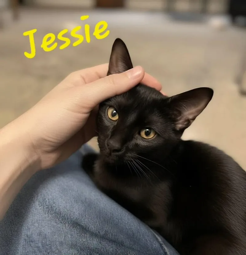 A young medium-sized male Black Domestic Short Hair cat named Jessie for adoption in Spring Lake, NJ