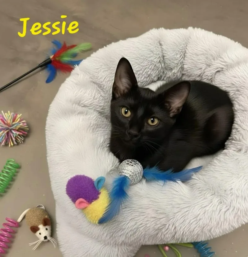 Jessie thumbnail 2