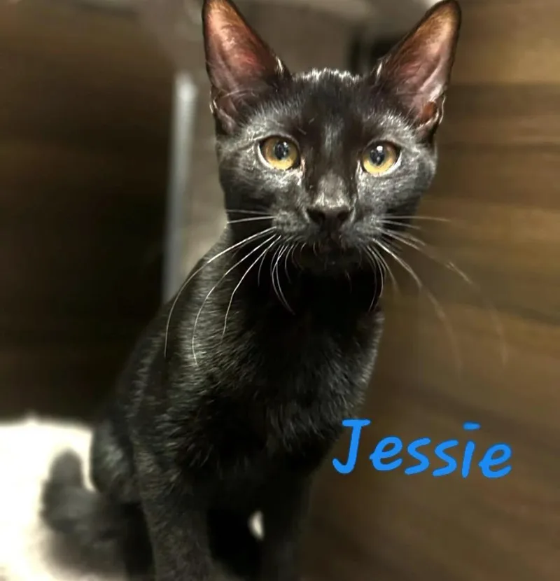 Jessie thumbnail 3