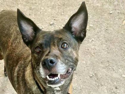 A senior medium-sized female Brindle Mixed Breed dog named Ally for adoption in Georgetown, TX