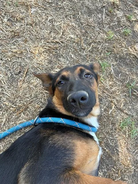 A young small-sized female Shepherd dog named Marcia Brady for adoption in Riverside, CA