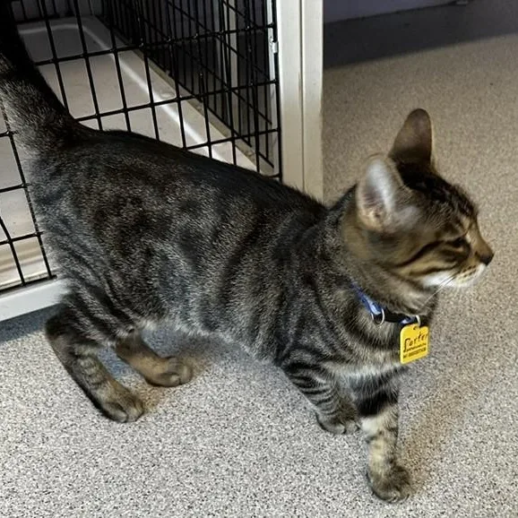 A young medium-sized male Tabby (Buff / Tan / Fawn) Tabby cat named Porter Affectionate and for adoption in Hoquiam, WA