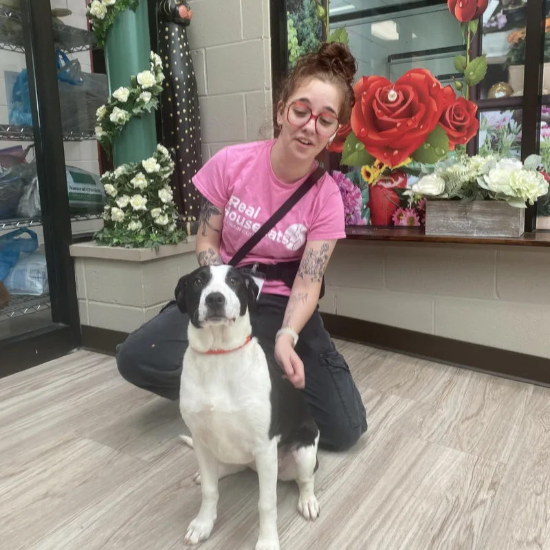 A baby medium-sized female Black Mixed Breed dog named Cupcake GCI Trained Graduate for adoption in Elyria, OH