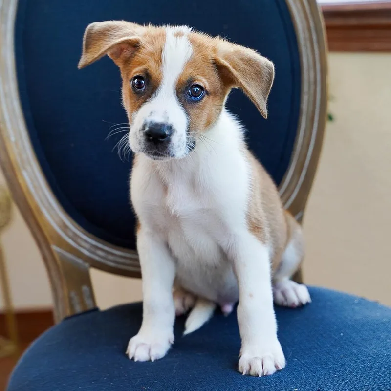 A baby medium-sized male Red / Chestnut / Orange Cattle Dog dog named Bandit for adoption in Fort Collins, CO