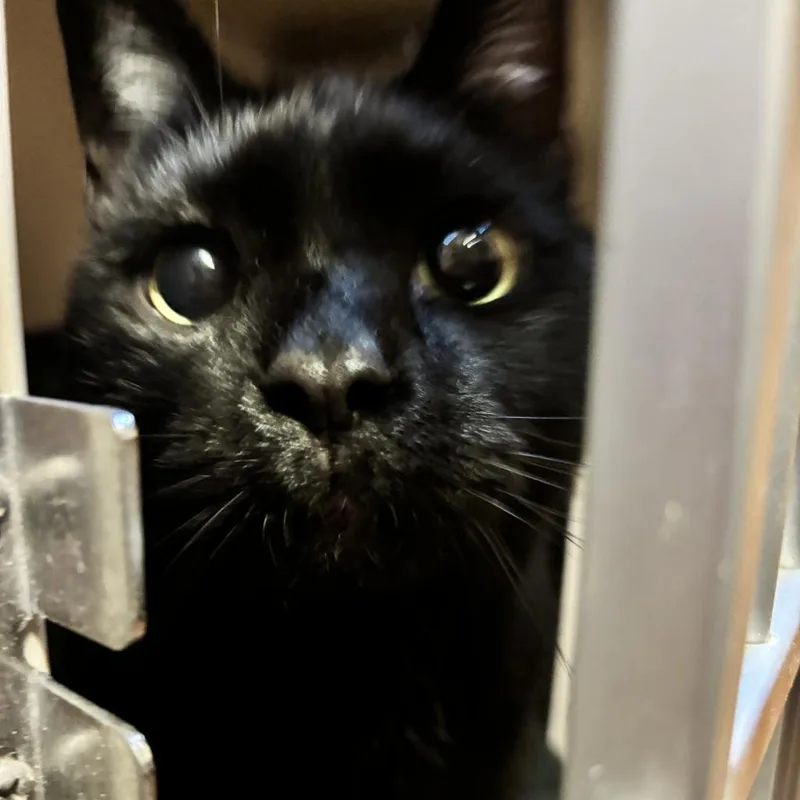 An adult extra large-sized male Black Domestic Short Hair cat named Salem for adoption in Providence, RI