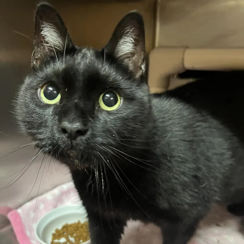 Salem thumbnail 2