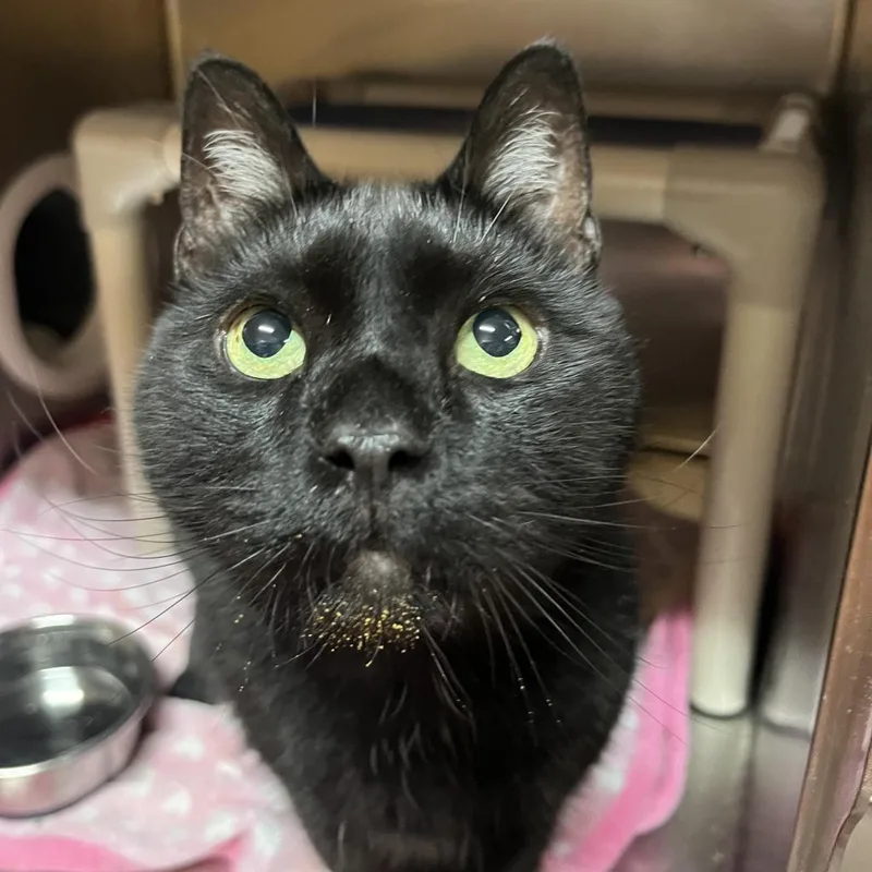 Salem thumbnail 3