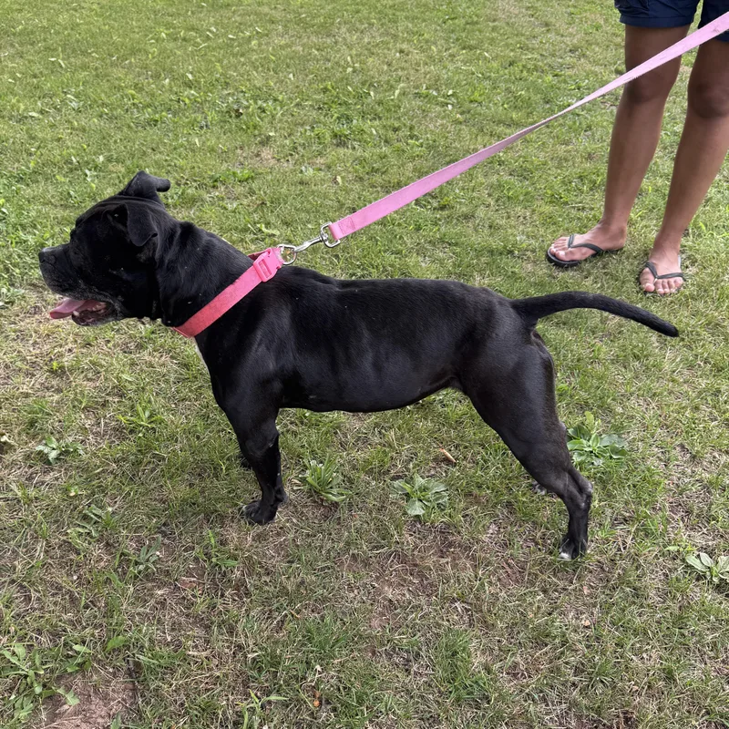 An adult medium-sized female American Bully dog named Meet Nala  Super for adoption in Clifton, NJ