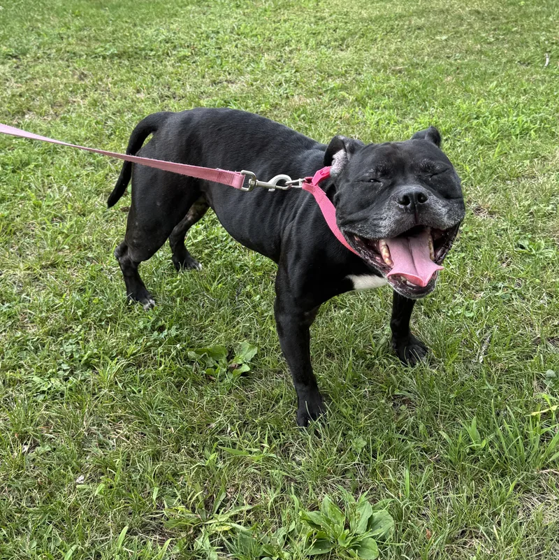 Meet Nala  Super thumbnail 2