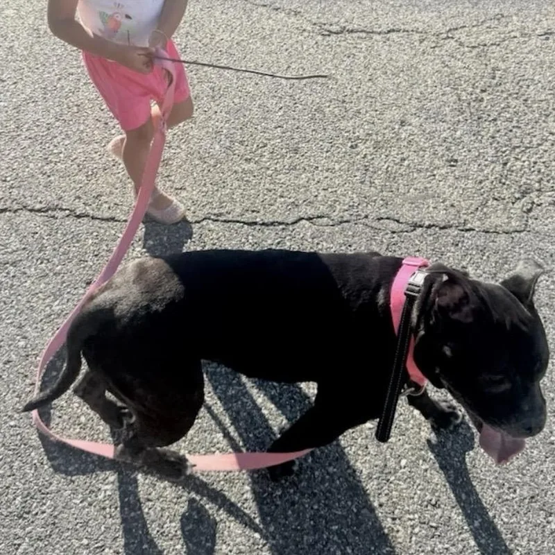Meet Nala  Super thumbnail 4