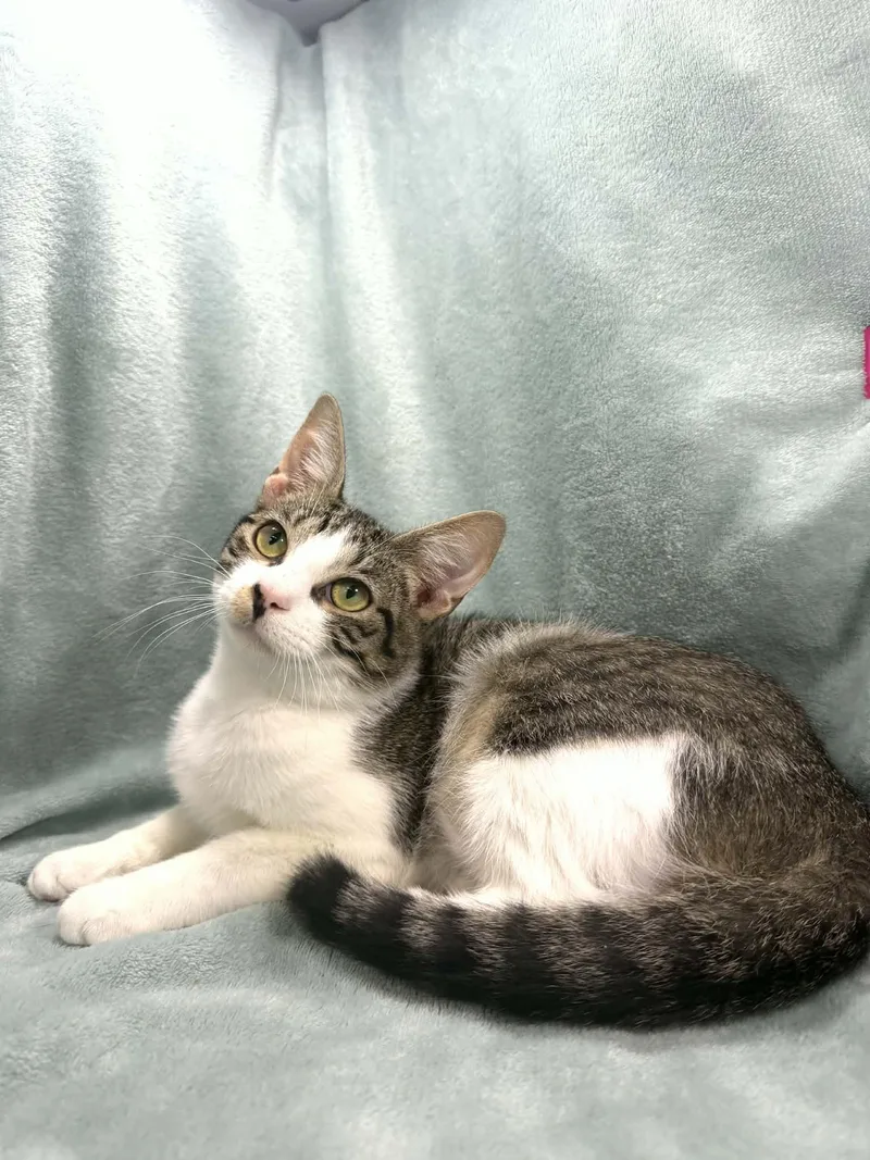 A young medium-sized male Domestic Short Hair cat named Romeo for adoption in Tavares, FL