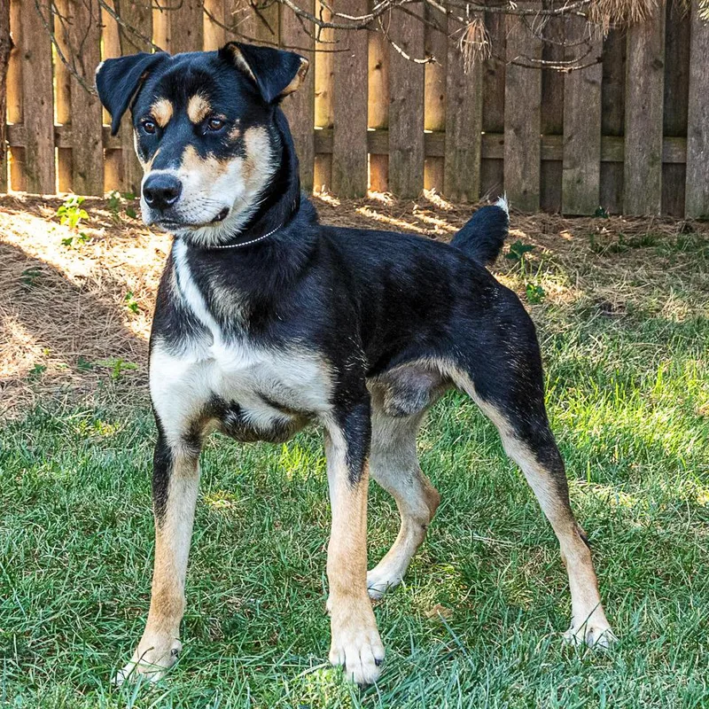 An adult small-sized male Black Shepherd dog named Fred for adoption in Arlington Heights, IL