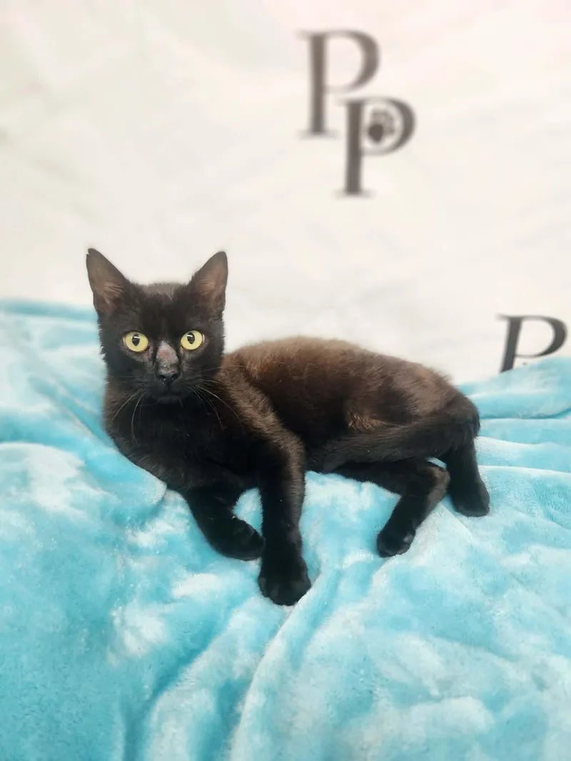 Jellybean thumbnail 2