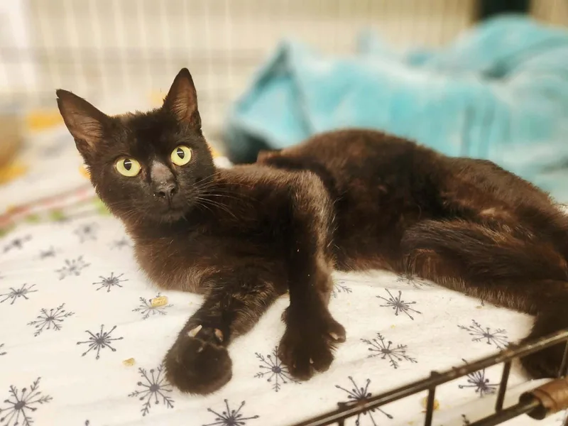 Jellybean thumbnail 3