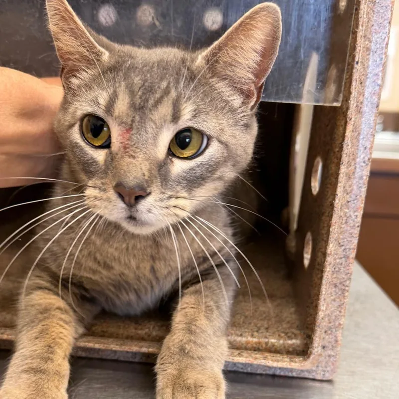 A young medium-sized female Gray / Blue / Silver Domestic Short Hair cat named Salsa for adoption in Birmingham, AL