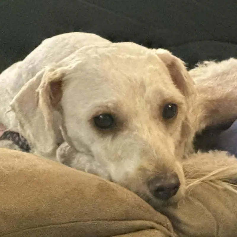 Butters