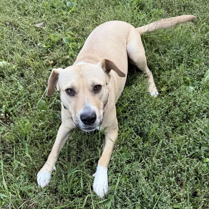 An adult medium-sized female Pit Bull Terrier dog named Kitchen for adoption in Fargo, ND