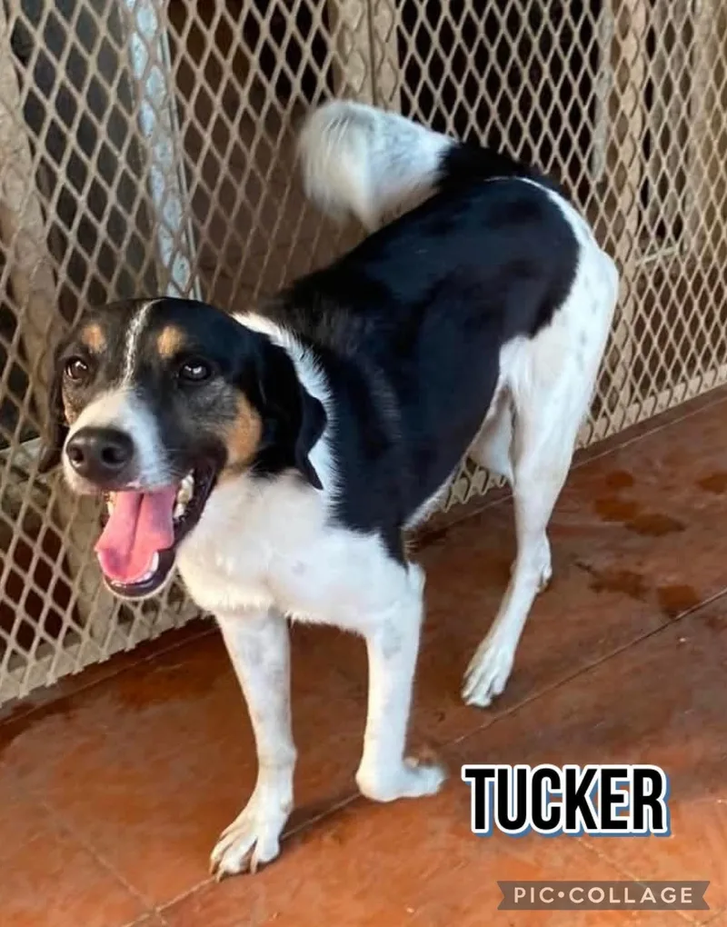 A young medium-sized male Jack Russell Terrier dog named Tucker for adoption in Milford, NH