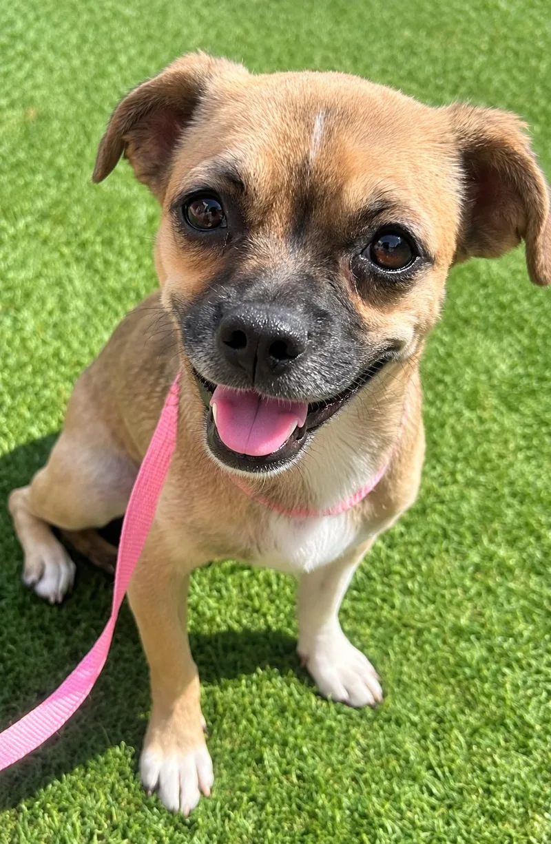 A baby small-sized female Beagle dog named Pia for adoption in Dallas, TX