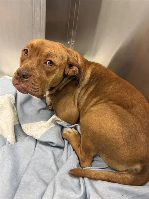 A young medium-sized female Pit Bull Terrier dog named Faye for adoption in Dallas, TX