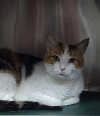 An adult small-sized female Domestic Short Hair cat named A Cali for adoption in North Charleston, SC