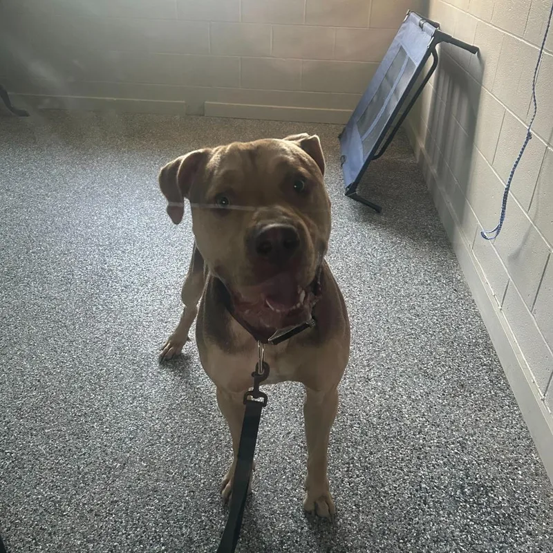 An adult large-sized male Yellow / Tan / Blond / Fawn Mastiff dog named Knuckles for adoption in Louisville, KY