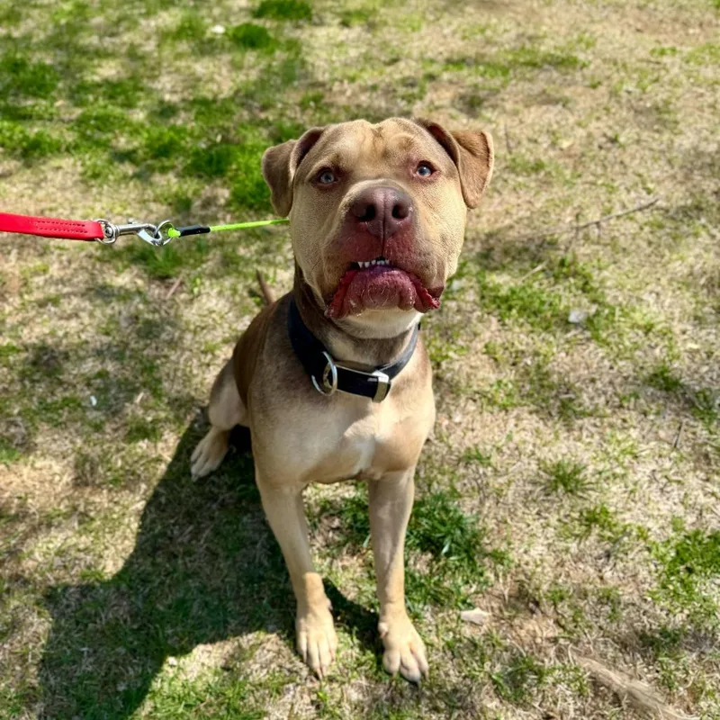 Knuckles thumbnail 2