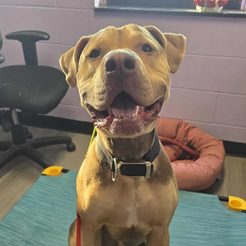 Knuckles thumbnail 3