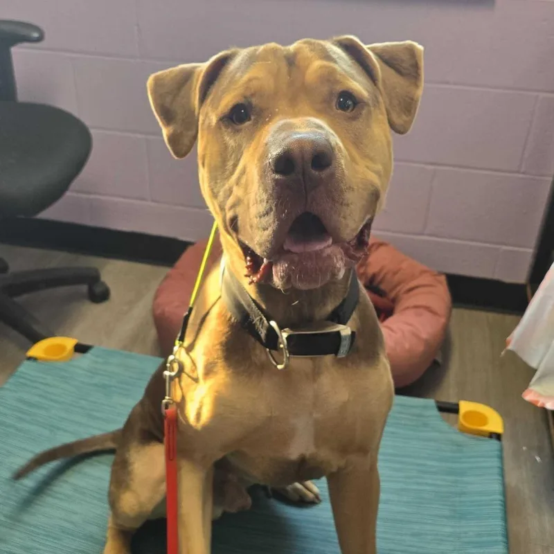 Knuckles thumbnail 4