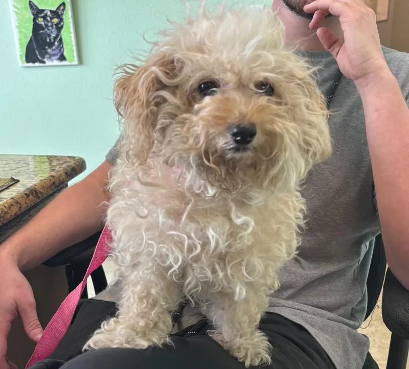 A senior small-sized female Maltese dog named Luna for adoption in New Braunfels, TX